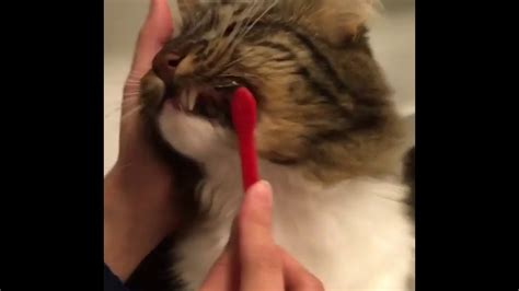 When cats lose teeth, it is often a result of gum disease. How to Brush Your Cat's Teeth - YouTube