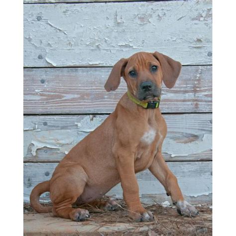 Many breeds of puppies for sale in malta , some are sold cheap. Rhodesian Ridgeback puppies - AKC Registered in Carrollton ...
