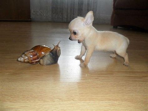 If your dog won't eat but drinks water, give it a day or two. Snail confronted with a Chihuahua puppy! : aww