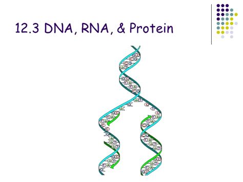 Enzymes unzip, or open, the double helix 2. Chapter 12.3 dna,rna and protein