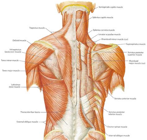 We did not find results for: TOGWT: Exercises to Minimize or Prevent Pain