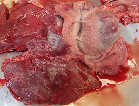 Etiology of pericarditis in a prospective cohort of 1162 cases. Fibrinous pericarditis - Atlas of swine pathology - pig333 ...