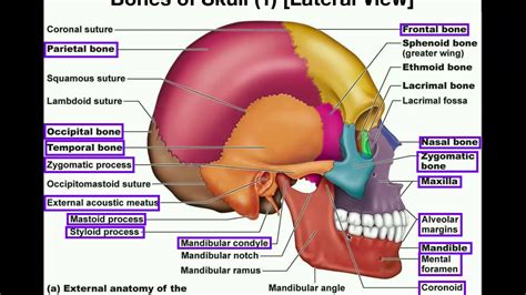 The human head, the component that incorporates the. Anatomy | The Human Skull - YouTube