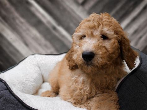 Here is how to get started. Visit Our Goldendoodle Puppies for Sale near Madison Wisconsin