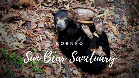 The problem is it is difficult to reproduce the rr on different columns due to the error between measured retention time. Borneo Sun Bear Sanctuary - Sandakan Malaysia - YouTube