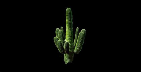 While the immediate results of a such a terrarium can be very attractive, the future of the project is doomed from the start. Second Life Marketplace - Large desert cactus 1 prim ...