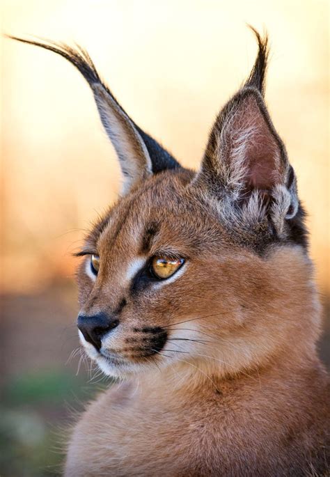 The pictures below display such cats along with the ear tuft. Portrait of a stunning caracal. Love those long black ear ...