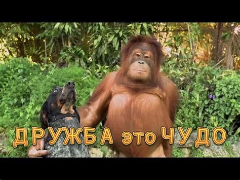 Поэтому я дарю вам порцию юмора про наших друзей и подруг. Прикольные картинки про друзей