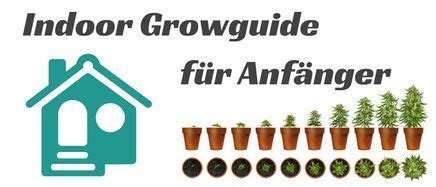 Der anbau im gewächshaus ist sicherlich die ertragreichste anbauform von hanf und gleichzeitig die energieeffizienteste. Cannabis Zuhause Anbauen Anleitung