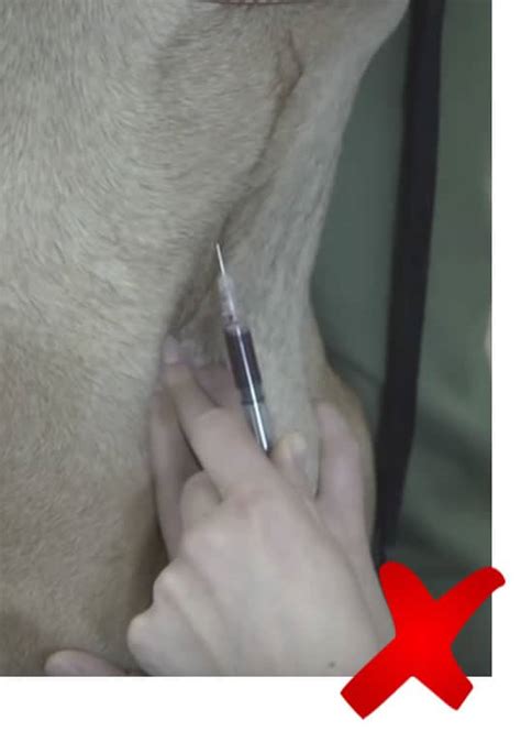 Our beginner guide will walk you through how to draw a dog, plus bonus tips on making your drawing more realistic. Jugular Venepuncture - Get the best sample with these tips ...