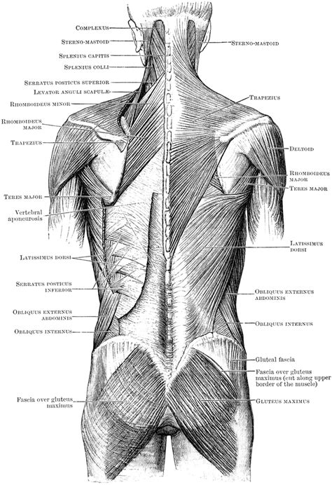 The back comprises the dorsal part of the neck and the torso (dorsal body cavity) from the occipital bone to the top of the tailbone. Superficial Muscles of the Back | ClipArt ETC