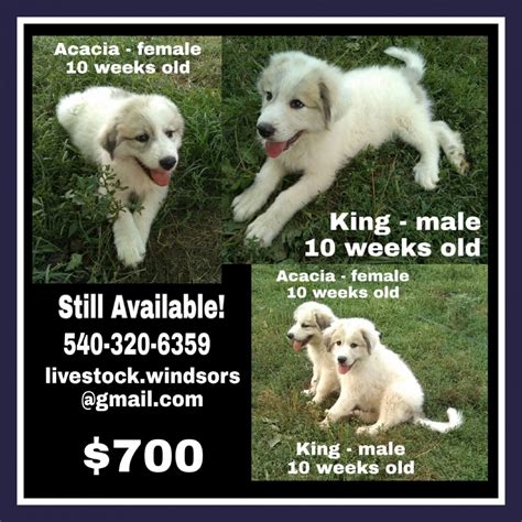 Shichon 1/2 bishon frise 1/2 shih tzu puppies for sale. Great Pyrenees Puppies For Sale | Wytheville, VA #303786