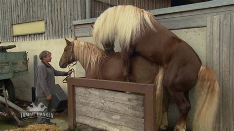 Was kann man tun wenn hengst stute nicht decken mag oder kann man überhaupt etwas tun. Tamme Hanken- Video - Natursprung vom Deckhengst - Kabeleins