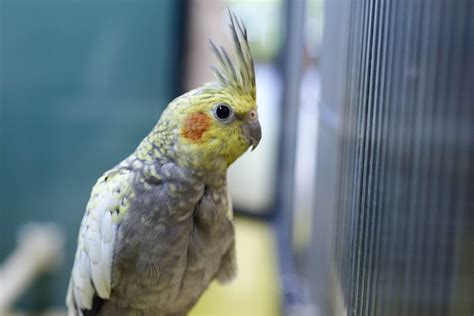 Check out the entire vibrant life collection for more pet essentials like. Live Animals Birds | Friendly Pets | Pet Supply Stores ...