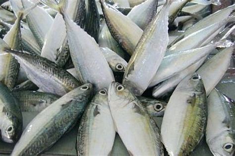 Resep mpasi 7 bulan ikan kembung mpasi menu lengkap cara naik tekstur bayi 7 bulan baby food. Harga Ikan Kembung Naik - Semasa | mStar