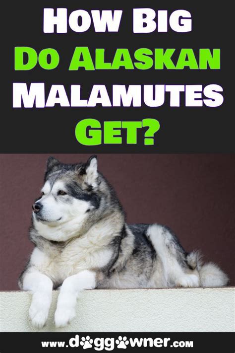 Swimming and retrieving do not come naturally to the alaskan husky, but it can jump up to six feet from a sitting position. How Big Do Alaskan Malamutes Get? | Alaskan malamute ...