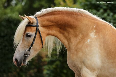 Koopjeskrant is de zoekertjessite met een ruim tweedehands aanbod. Paard te koop - Vof Achterduijst