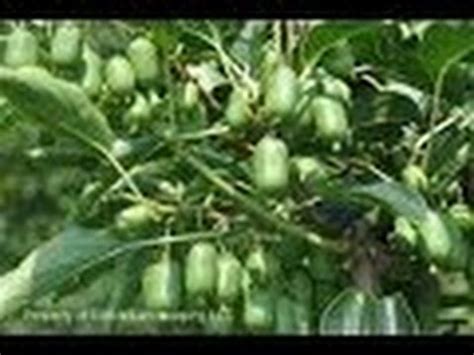 Sets fruits without a male, but sets more with one. Results of growing issai Kiwi plant in GREAT Soil . - YouTube