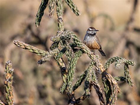 The clever desert dwellers 'although some birds merely use a cactus as a convenient perch, others rely on these succulent plants for food and nesting sites and probably. Cactus Wren - eBird