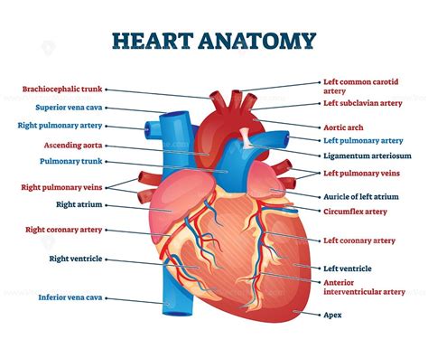 Compression of the heart and great vessels may cause murmurs. Heart anatomy vector illustration - VectorMine