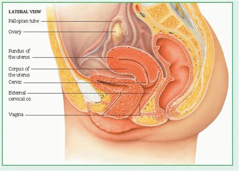 Positions of the uterus and vagina. Obstetric and Gynecologic Disorders | Basicmedical Key