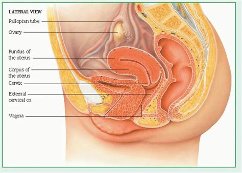 1,288 female internal thread products are offered for sale by suppliers on alibaba.com, of which screws accounts for 1%. Obstetric and Gynecologic Disorders | Basicmedical Key