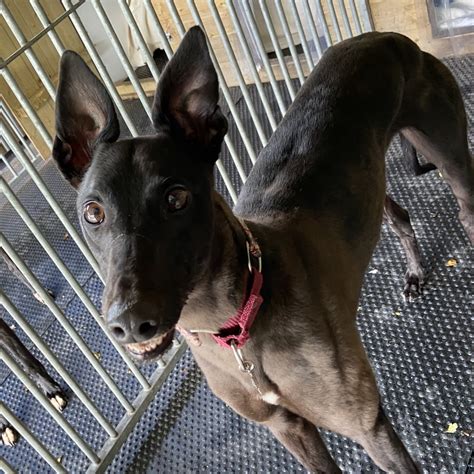 Hi bridget, thank you for the one unique service happy tails travel can provide is pet rescue. Sally - Almost Home Dog Rescue