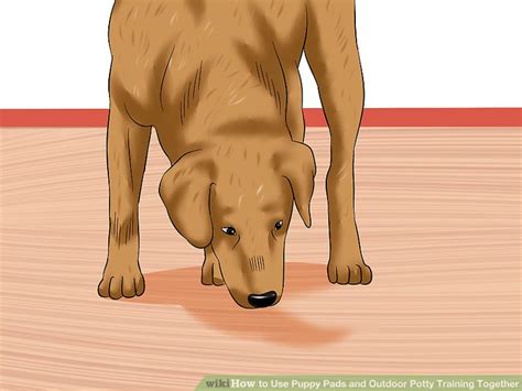 Determining the best pad for your pup can seem daunting initially, given the abundance of options. How to Use Puppy Pads and Outdoor Potty Training Together