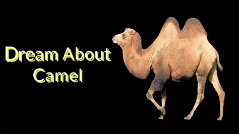 A camel in a dream. Dreams about camel | Dreams Meaning and Interpretation ...