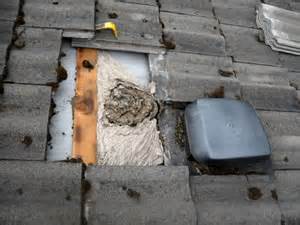 Practical helper for the wasp nest removal — delta dust. How To Get Rid Of Wasps Nest In Roof | Mice