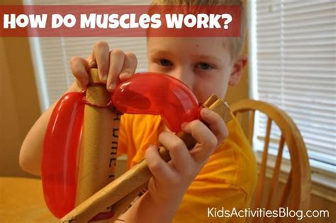 If you are going to take up weight training, you should familiarize yourself with your musculoskeletal system, or at least learn the names of the. How Do Muscles Work? in 2020 | Cool science experiments, Fun science, Human body activities