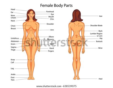 Medical Education Chart Biology Female Body Stock Vector ...