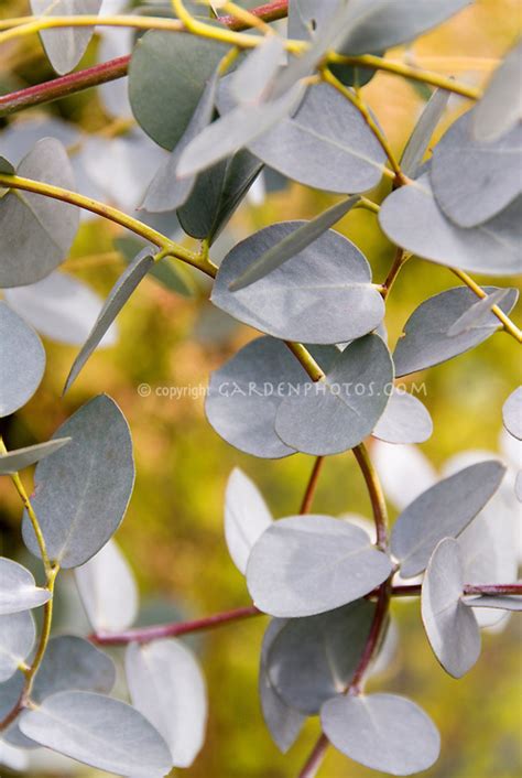 The eucalyptus silver drop plant (eucalyptus gunnii), sometimes called cider gum, is actually a tree native to tasmania. Eucalyptus gunnii Silver Drop foliage | Plant & Flower ...