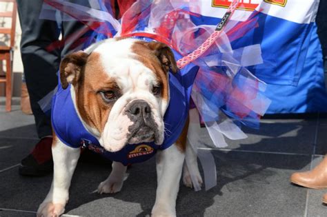 4k00:13the dog is looking at sex. Pack gathers to launch big Bulldogs week for Ballarat ...