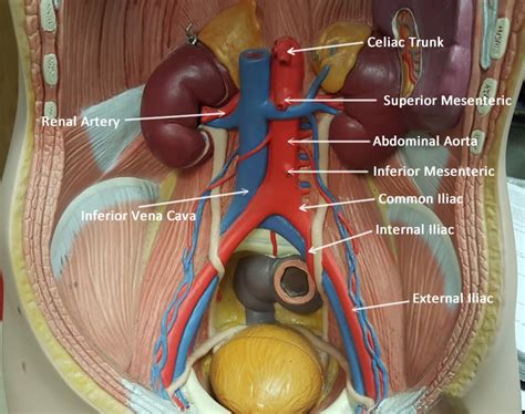 Our purpose was to evaluate the location of the major blood vessels of the abdominal wall relative to landmarks apparent at laparoscopy. Abdominal Aorta