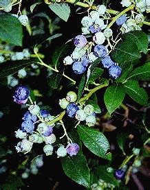 Berries from the locust tree may be the sweet edible pods of the honey locust trees. Berries