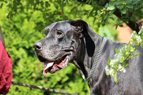 Bisous images, photos et illustrations. Gros chiens - découvrez les 10 races les plus connues