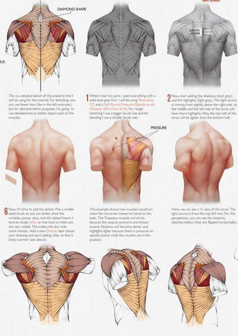 Superficial muscles of the torso. foot modeling reference에 대한 이미지 검색결과 foot modeling ...