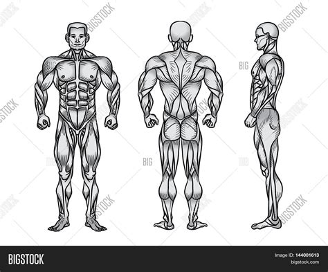 Full human body diagram human anatomy with front view of full body stock photo image of. Imagen y foto Anatomy Male (prueba gratis) | Bigstock