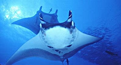 There are few public aquariums with giant manta ray in captivity. Rochen