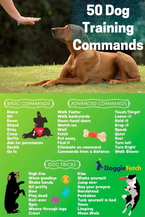 Below is a sample search of our trainers located nearest to mobile. Dog News and Advice Archives - doggiefetch | Dog training ...