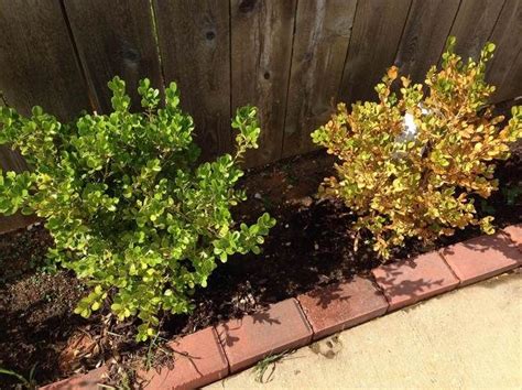 They are often used to create hedges and privacy screens around understand that there exists a disorder among boxwoods which turns otherwise healthy, green leaves marginally yellow for which no cause has yet. Why are my boxwoods turning yellow? Dan Gill's mailbag ...