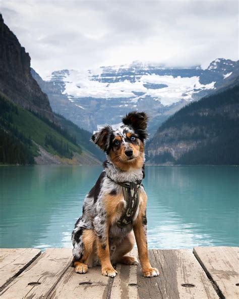 Black tri female, black tri males, and red. Levi the mini Aussie puppy at Lake Louise in Banff ...