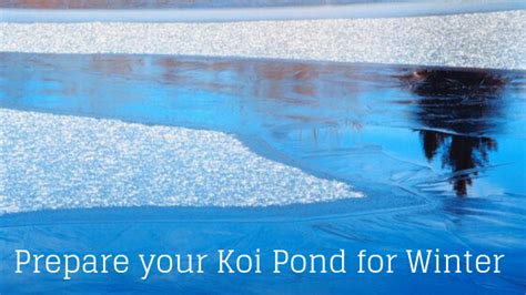 Chlorine is unhealthy for fish, so try not to fill up your pond with chlorinated . How to Prepare Natural Pools and Koi Ponds for Winter ...