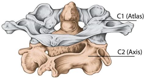 Eine therapie des atlaswirbels korrigiert beschwerden, die mit dem atlasgelenk im zusammenhang stehen. Atlaskorrektur -- kleiner Wirbel, große Wirkung ...