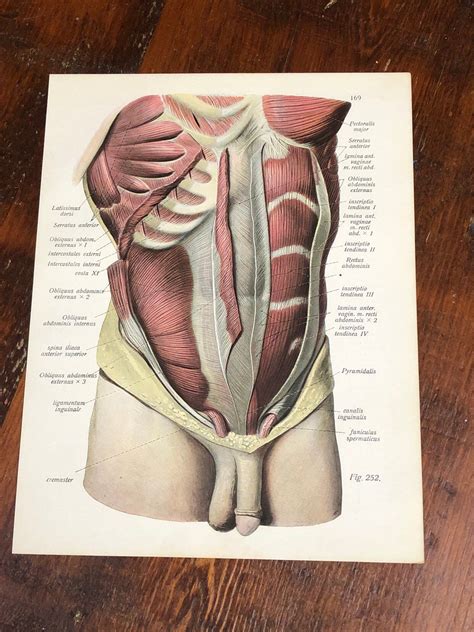 Skeletal muscle fibers can be quite large for human cells, with diameters up to 100 μm and lengths up to 30 cm (11.8 in) in the sartorius of the upper leg. 2 | Male Abdominal Muscle Anatomy Prints, Genuine 1922 ...