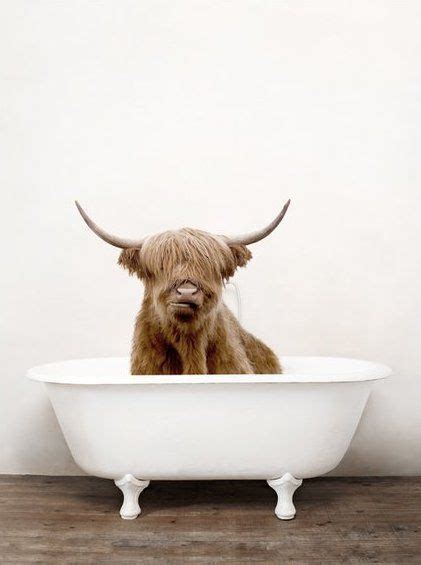 Highland cow shower curtain waterproof fabric bathroom curtains with hooks ring. Bathtub Cow | Art Print | Bathroom decor | Vintage bathtub ...