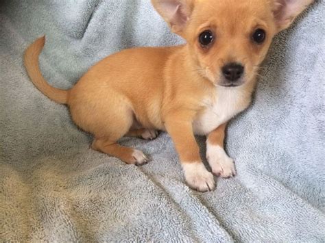 Chiweenie dog for adoption near baraboo, wisconsin, usa. ADORABLE CHIHUAHUA PUPPIES FOR SALE ADOPTION in Singapore ...