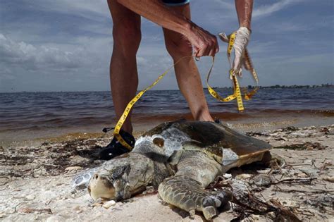 Red tides aren't just the scourge of beachgoers; » Red Tide State of Emergency in Florida