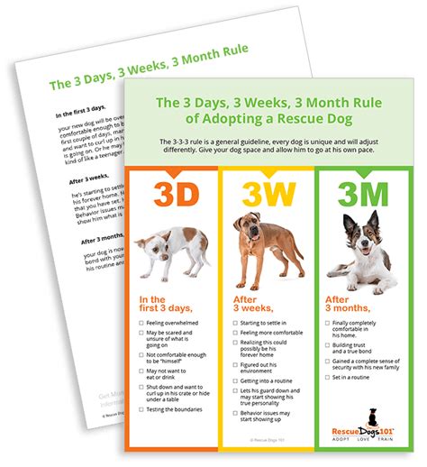 Ask a professional dog vet anytime. The First 7 Days - Bringing Your Adopted Dog Home (With ...